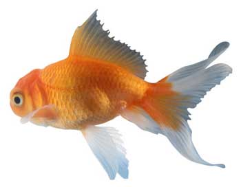 goldfish