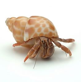 hermit crab