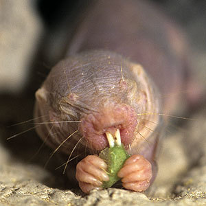 naked mole rat