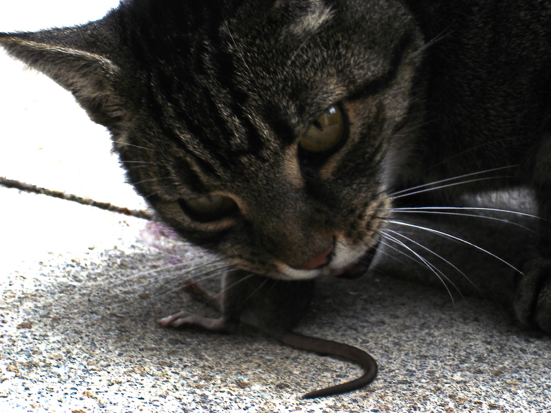 a cat eats mouse alive