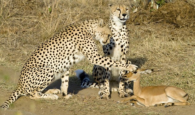 cheetahs play with baby impala