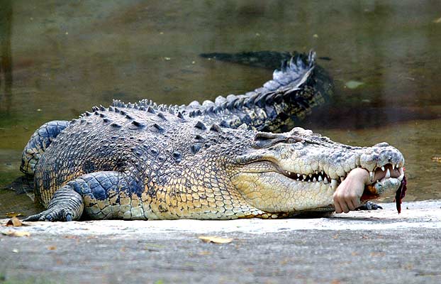 crocodile with human remains