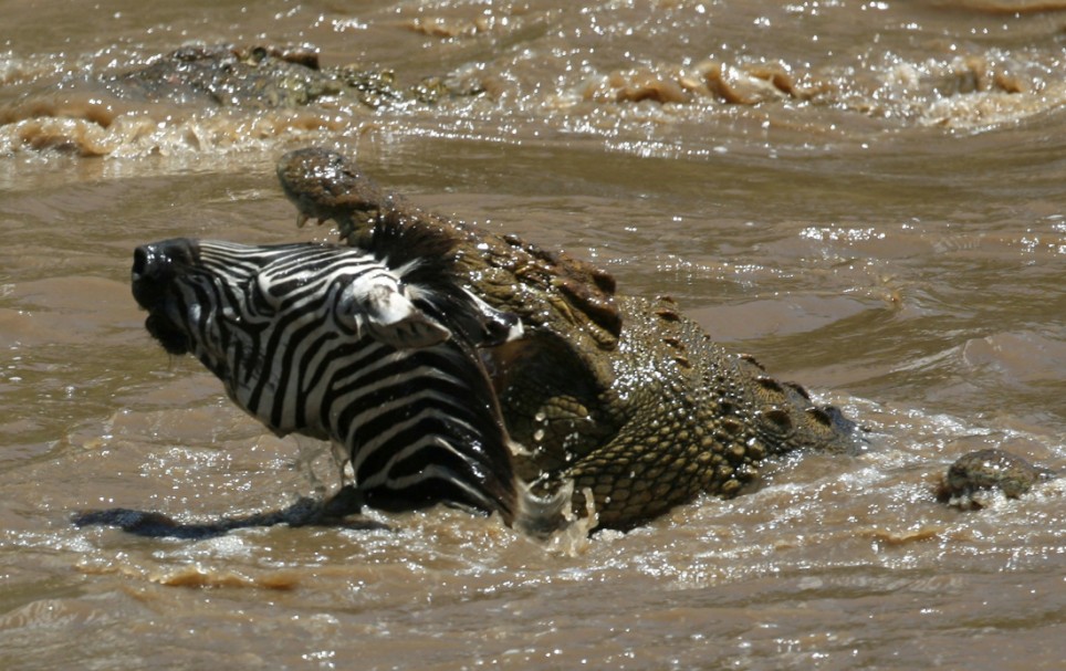 a crocodile