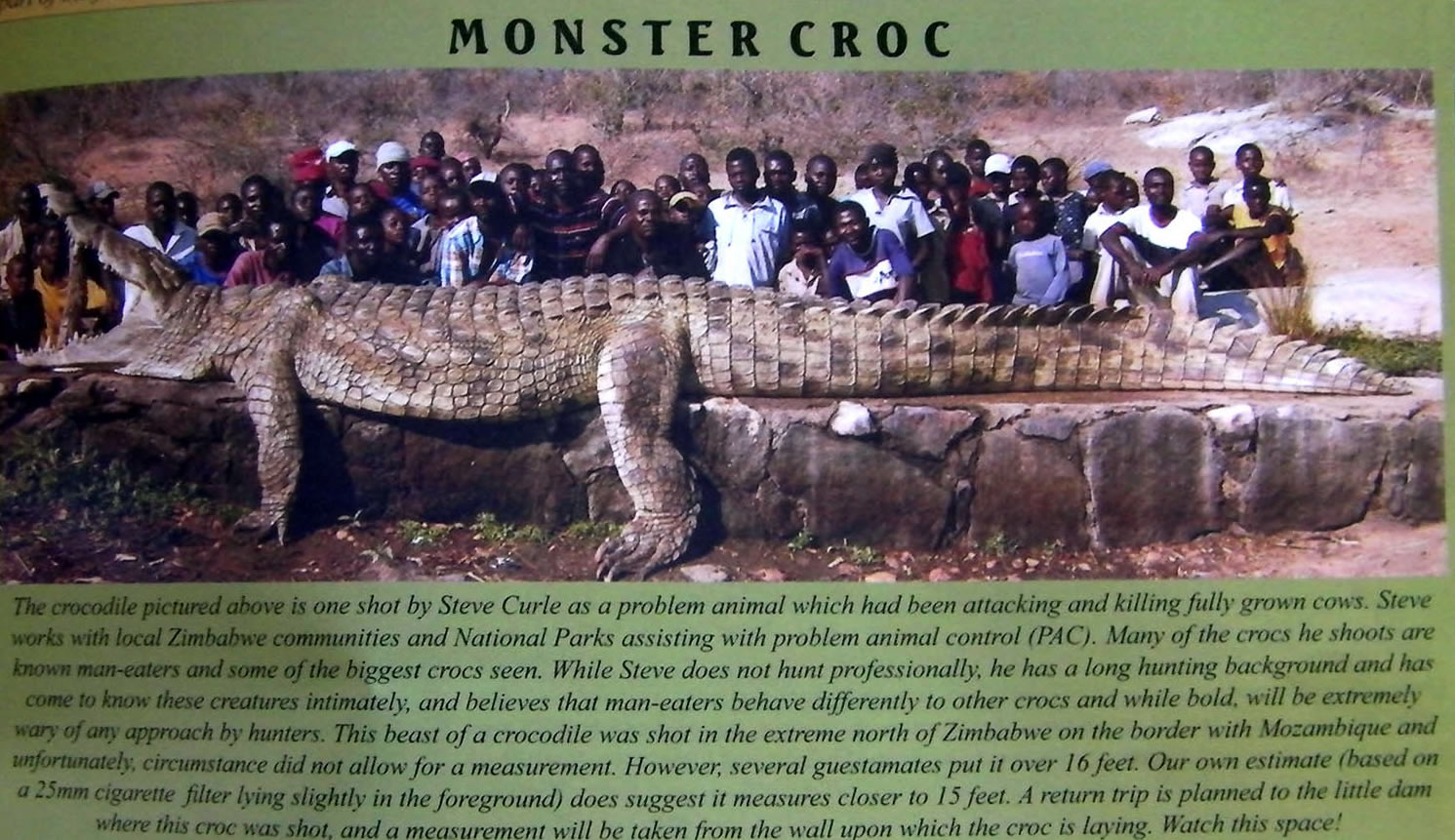 a crocodile