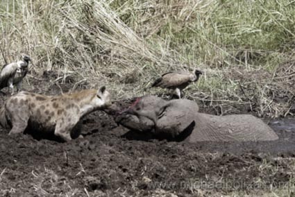 hyenas eat baby elephant alive