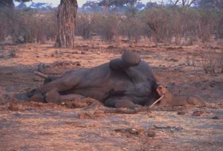 lions eat old male alive