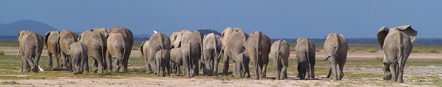 family of African elephants