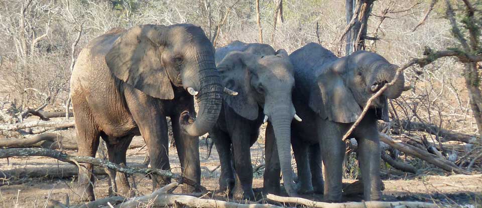 African elephants