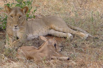 lioness and baby antelope