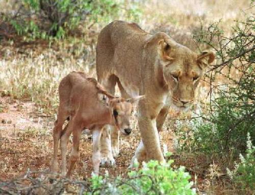 adult lion and young antelope
