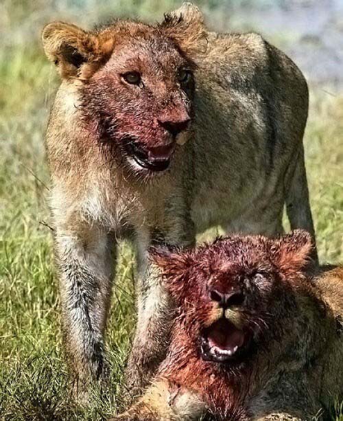 lions on the African savannah