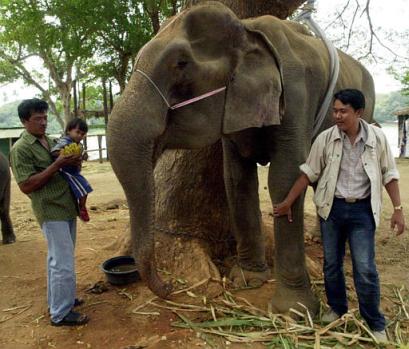 aged female Indian elephant Morakot eating bananas after being fitted with custom-made dentures