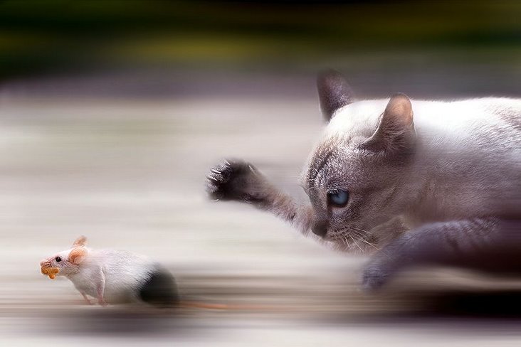 cat chases terrified mouse