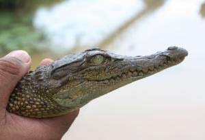 a Philippine crocodile