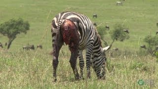 Horrifying Planet - zebras