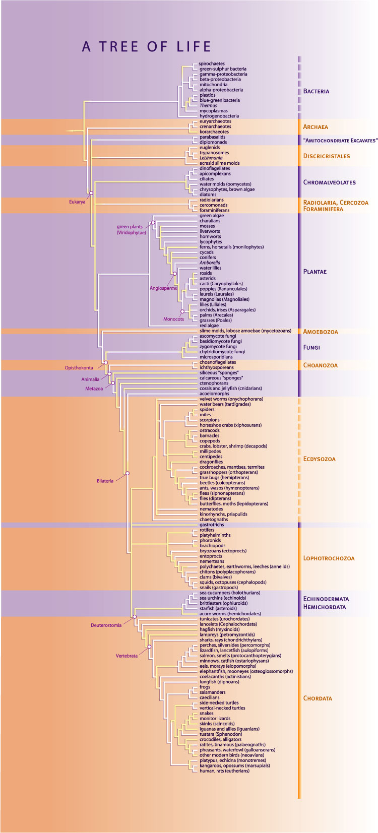 The tree of life